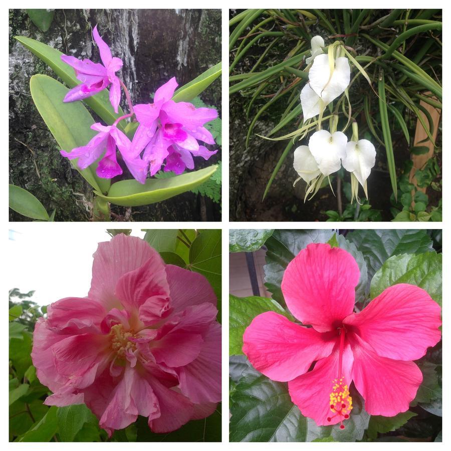 Casa De Los Suenos B&B Coronado Panama Playa Coronado Zewnętrze zdjęcie