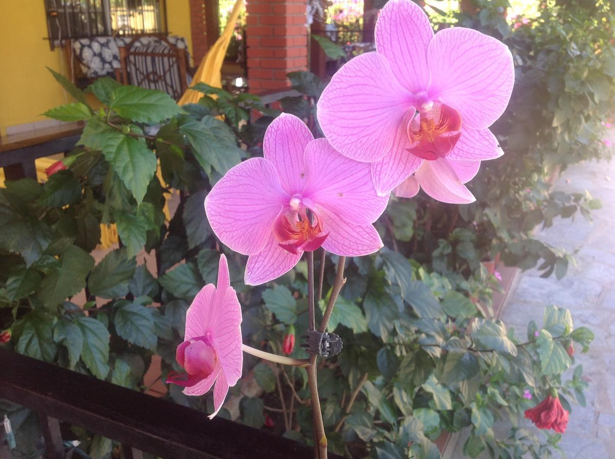 Casa De Los Suenos B&B Coronado Panama Playa Coronado Zewnętrze zdjęcie