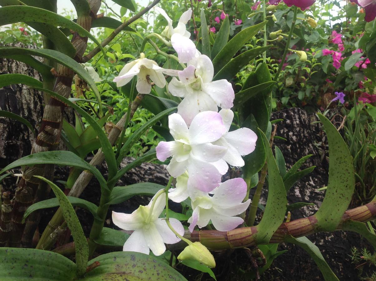 Casa De Los Suenos B&B Coronado Panama Playa Coronado Zewnętrze zdjęcie