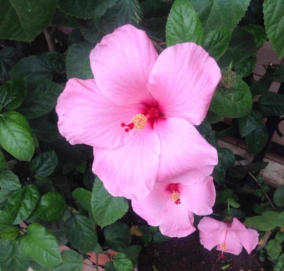 Casa De Los Suenos B&B Coronado Panama Playa Coronado Zewnętrze zdjęcie